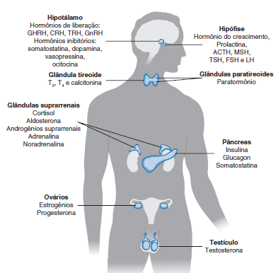 Resumo Hormônios e Eixo Hipotálamo Hipófise Eixo Hipotálamo
