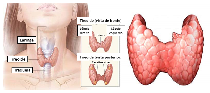 Tireoidites o que são e quais as principais Sanar Medicina