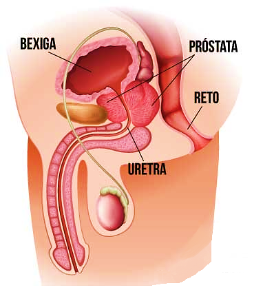 Imagem da anatomia da próstata