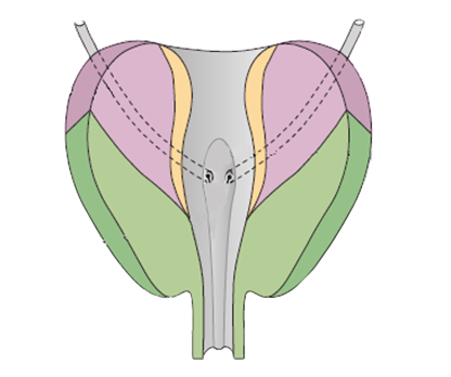 Imagem da anatomia próstata
