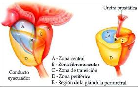 Imagem sobre as Zonas da Anatomia Próstata