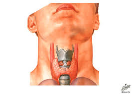 Ilustração Glândula tireoide, vista anterior.