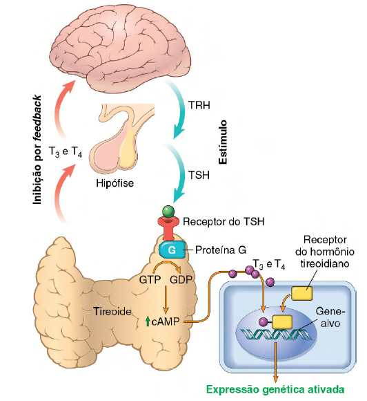 Ilustração Fisiologia da produção dos hormônios tireoidianos.