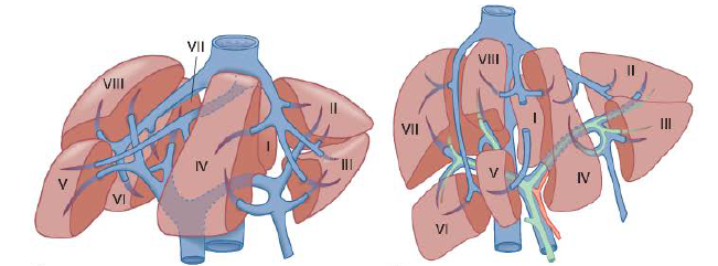 Segmentação hepática.