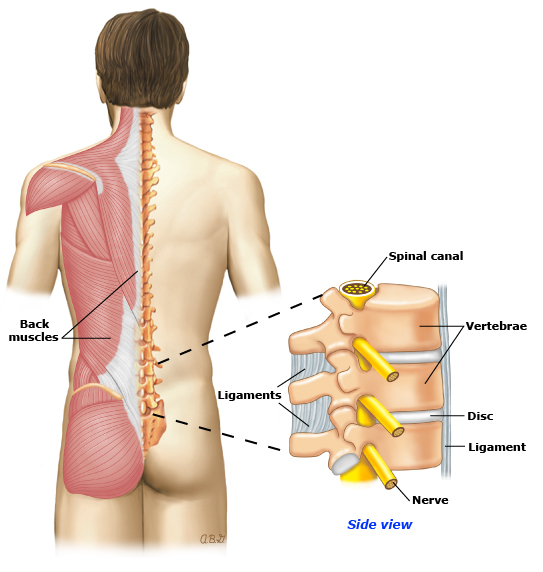 Ilustração Anatomia das costas.
