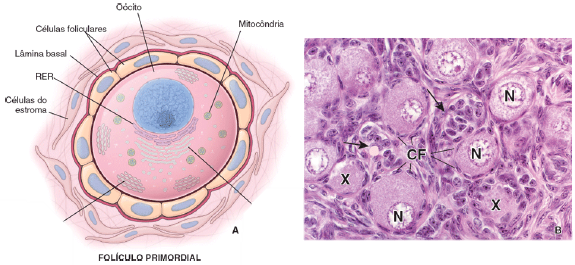 Histologia Do Sistema Reprodutor Feminino Saiba Tudo Sanar Medicina 2022 1917