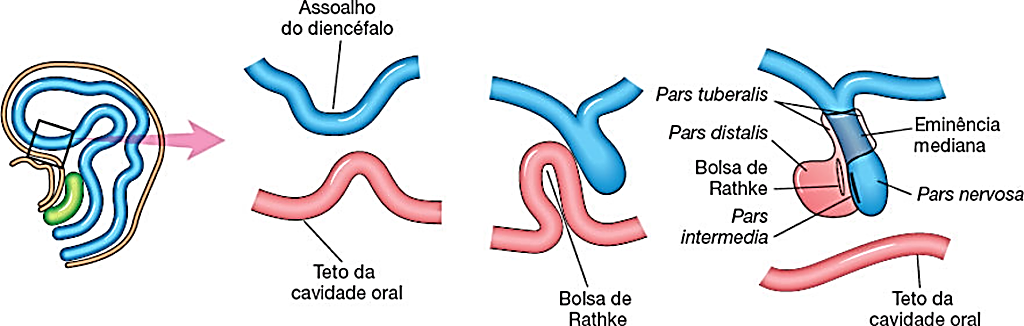 Ilustração da Embriologia da hipófise.