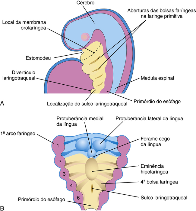 Introdução a Neonatologia: entenda tudo e tire suas dúvidas