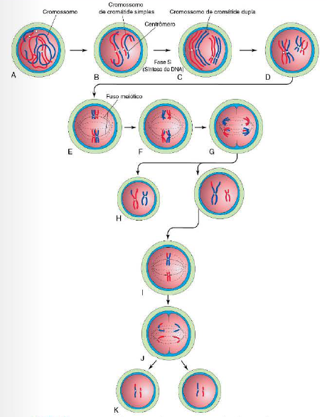 Resumo de Ciclo Celular: diferentes fases e divisão! - Sanar Medicina