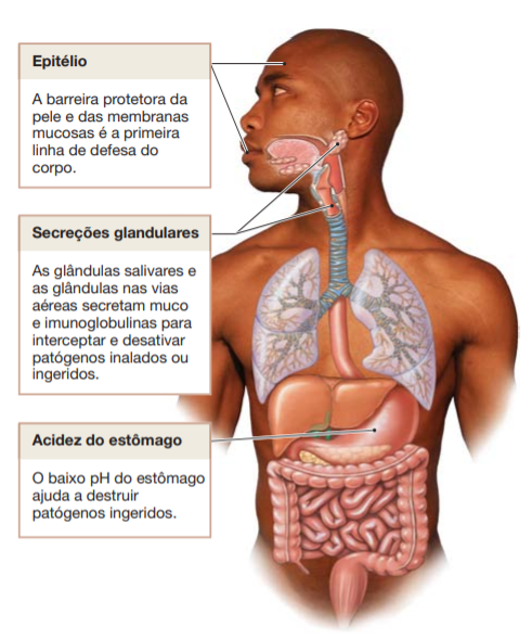 Sabia que o seu sistema imunológico é a sua primeira linha de