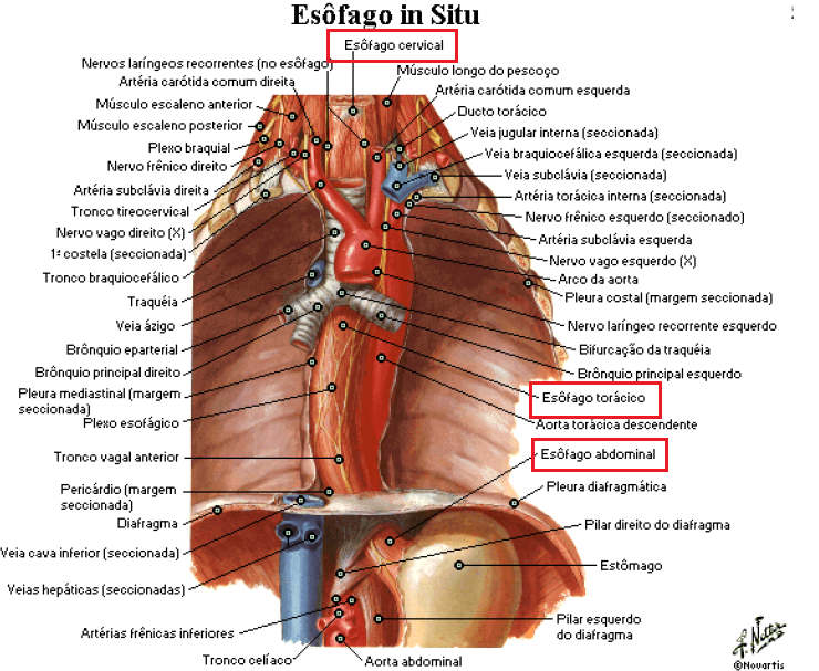 Nervo Maxilar completo - Anatomia Humana - Anatomia 