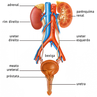 Anatomía renal y de vías urinarias