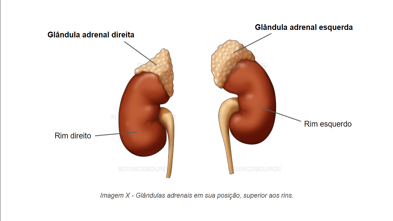Glândulas adrenais em suas posições: superiores aos respectivos rins.