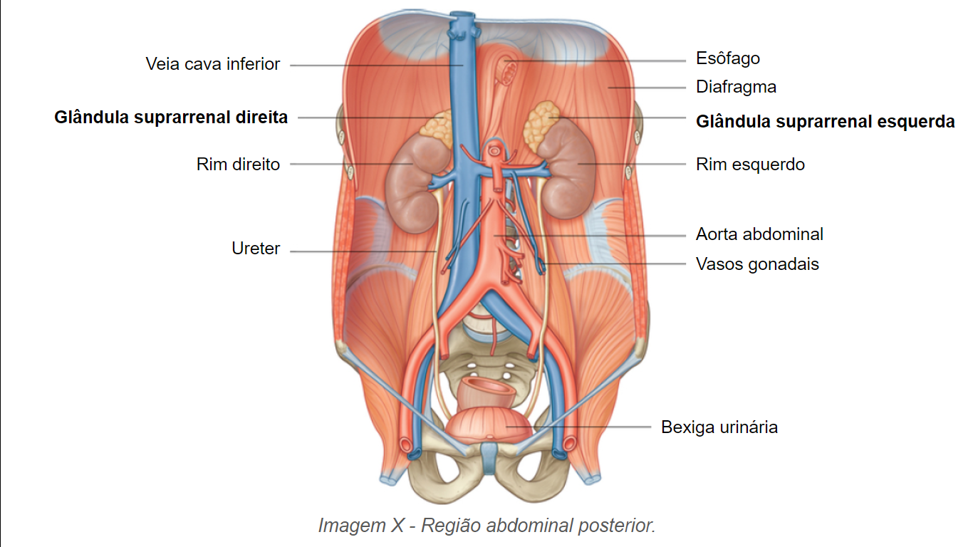 Região abdominal posterior.