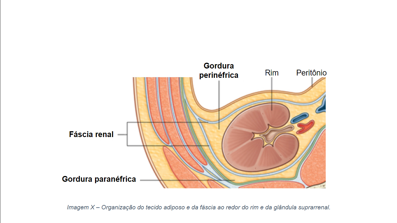 Organização do tecido adiposo e da fáscia ao redor do rim e da glândula suprarrenal.